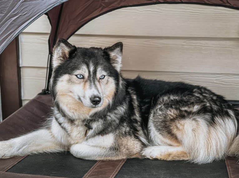 Sasha Riter, a Siberian Husky tested with EmbarkVet.com