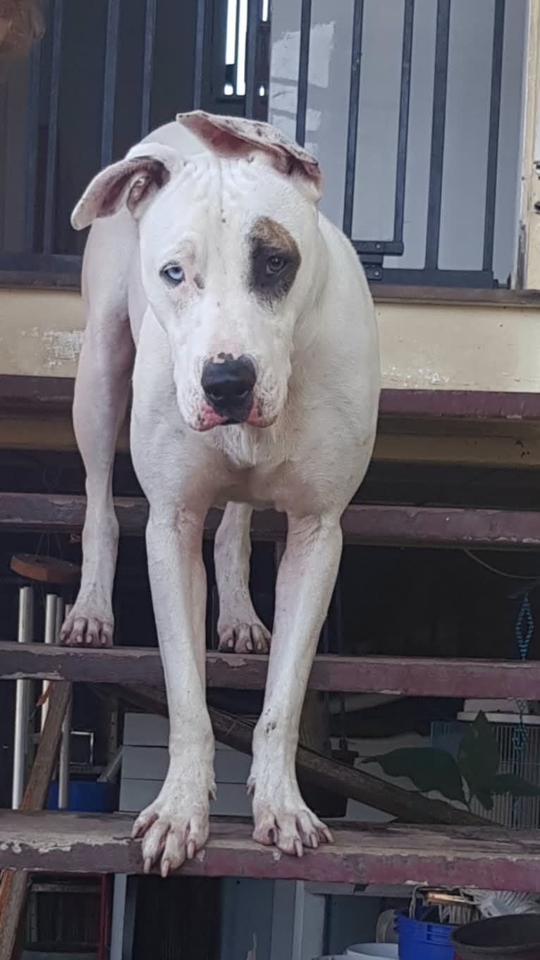 Zeus, an American Pit Bull Terrier and Australian Cattle Dog mix tested with EmbarkVet.com