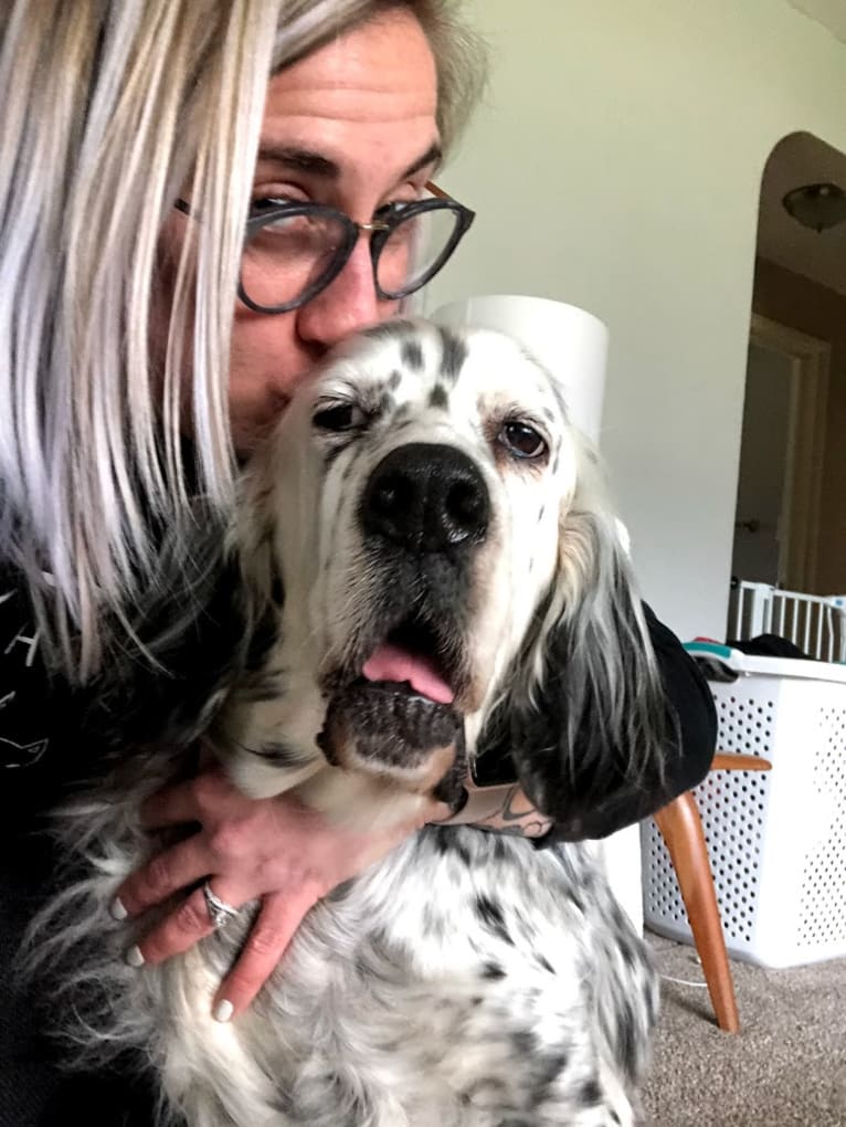 Velma, an English Setter (27.4% unresolved) tested with EmbarkVet.com