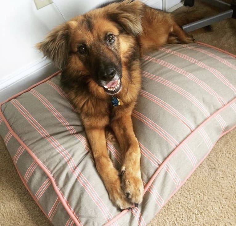 Max, a German Shepherd Dog and Labrador Retriever mix tested with EmbarkVet.com