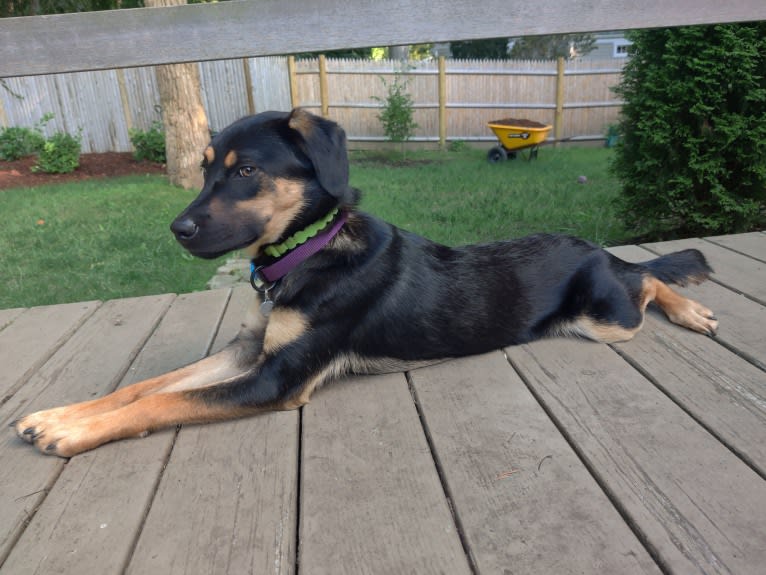 Clara, a Beagle and Australian Cattle Dog mix tested with EmbarkVet.com