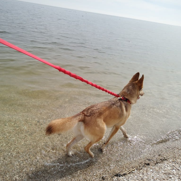 Reba, a Siberian Husky and German Shepherd Dog mix tested with EmbarkVet.com