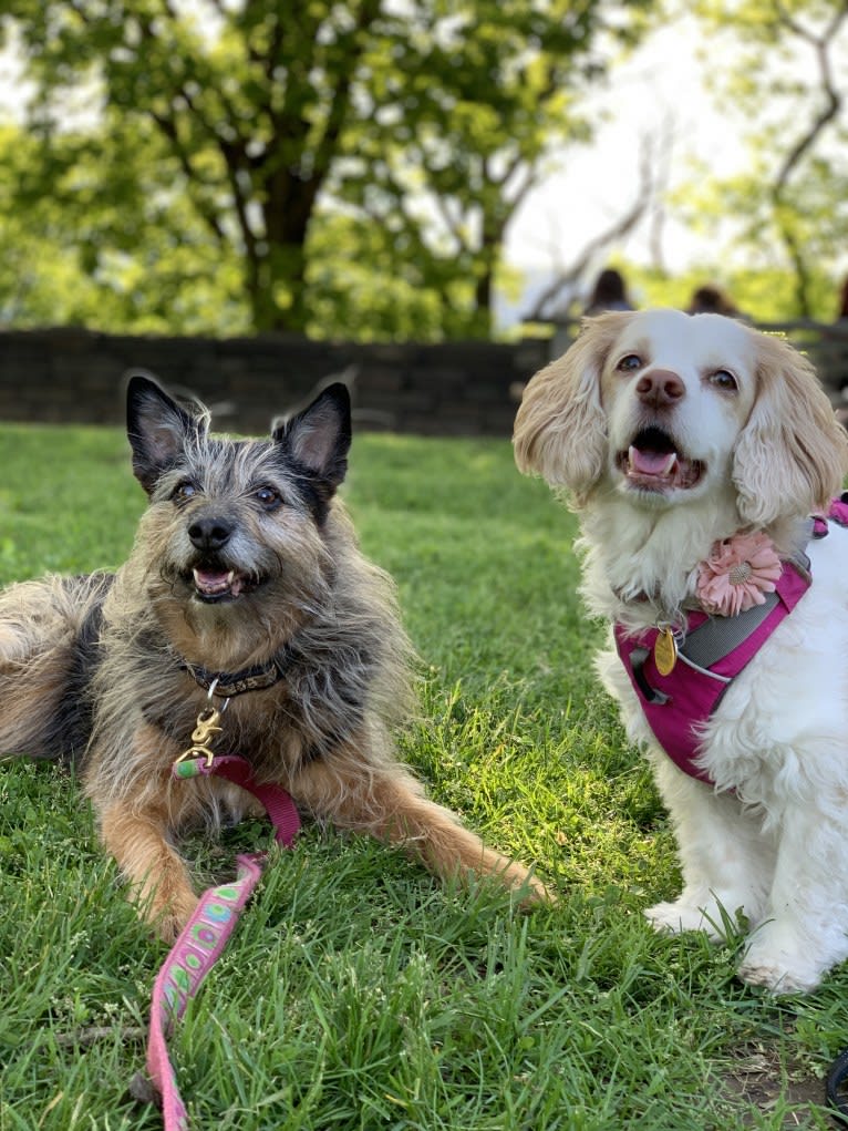 Emily, a Chihuahua and Cocker Spaniel mix tested with EmbarkVet.com