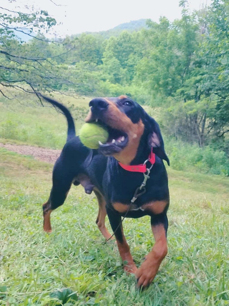 Wyatt, an American Leopard Hound tested with EmbarkVet.com