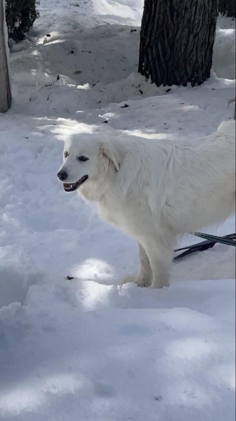 Maci, a Great Pyrenees tested with EmbarkVet.com