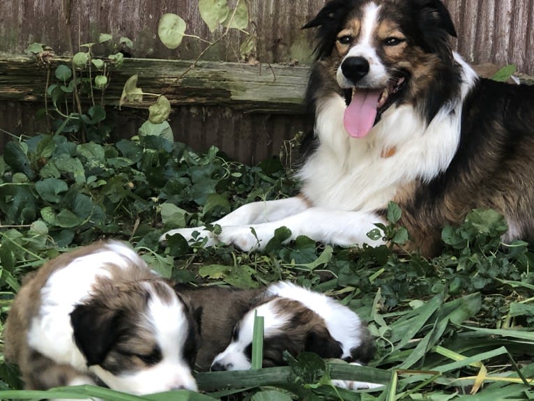 Mesa, an English Shepherd tested with EmbarkVet.com