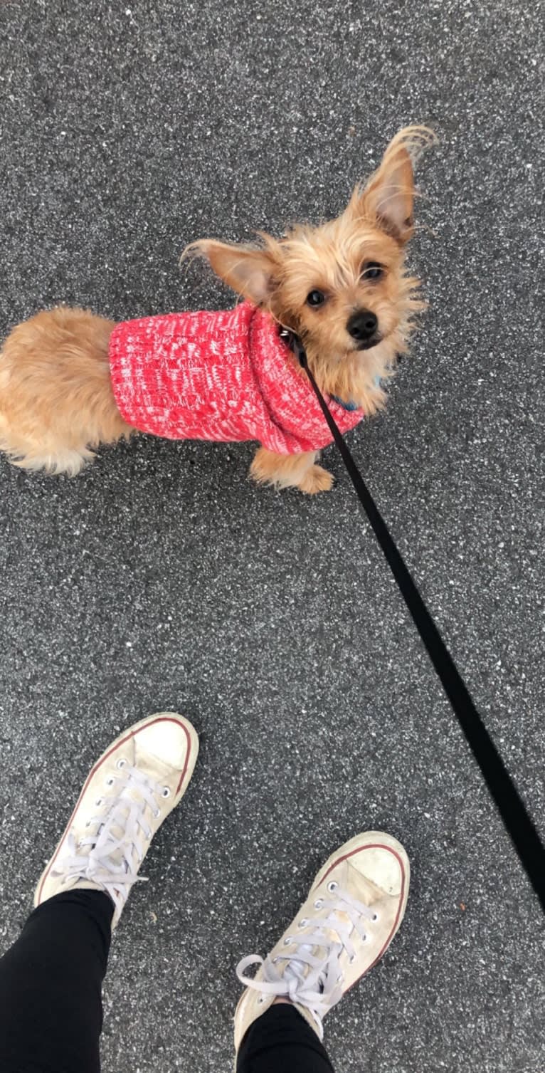 Pippi, a Dachshund and Shih Tzu mix tested with EmbarkVet.com