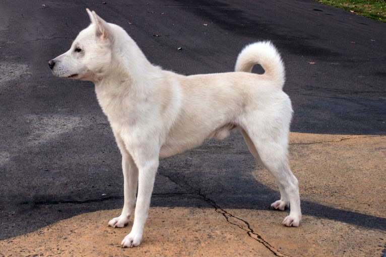 Jason, a Kishu Ken tested with EmbarkVet.com