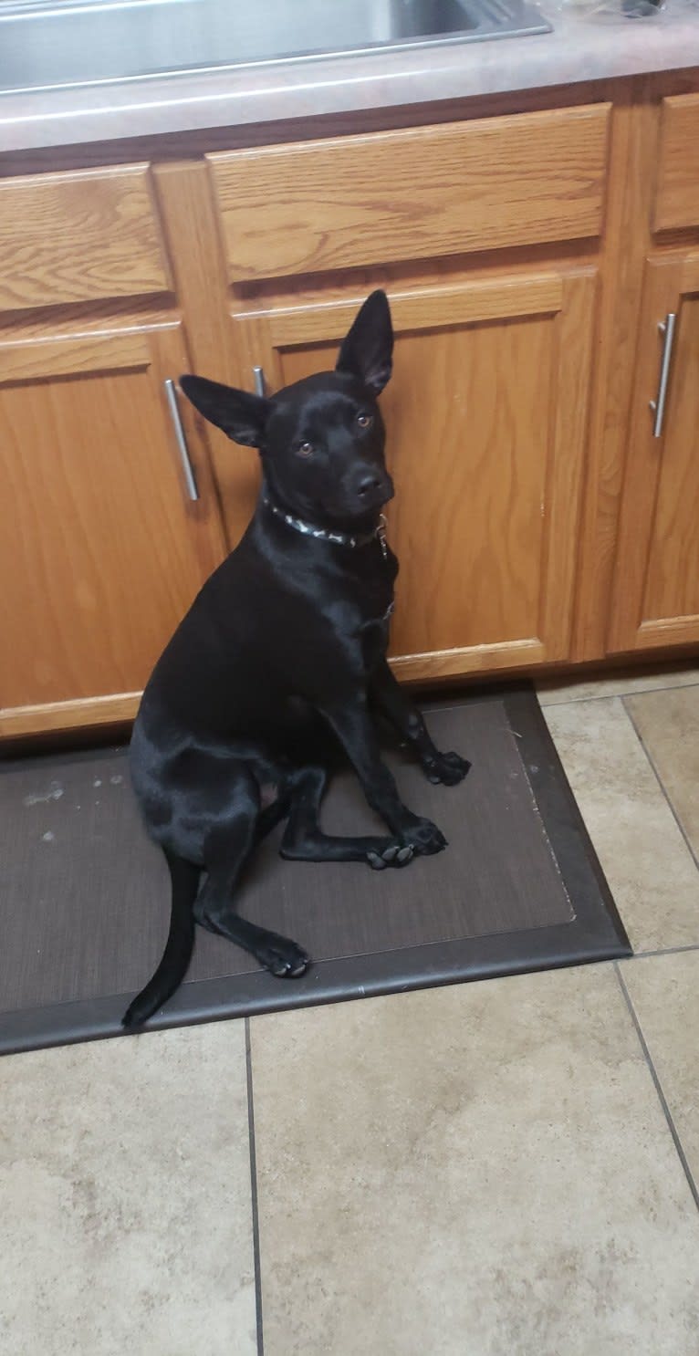 Wesley, an Australian Cattle Dog and Chihuahua mix tested with EmbarkVet.com