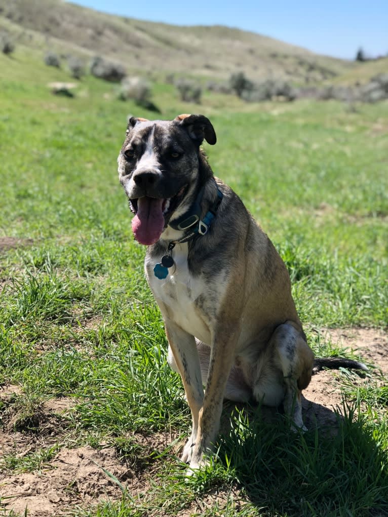 Pepper Ann, an American Bulldog and Siberian Husky mix tested with EmbarkVet.com