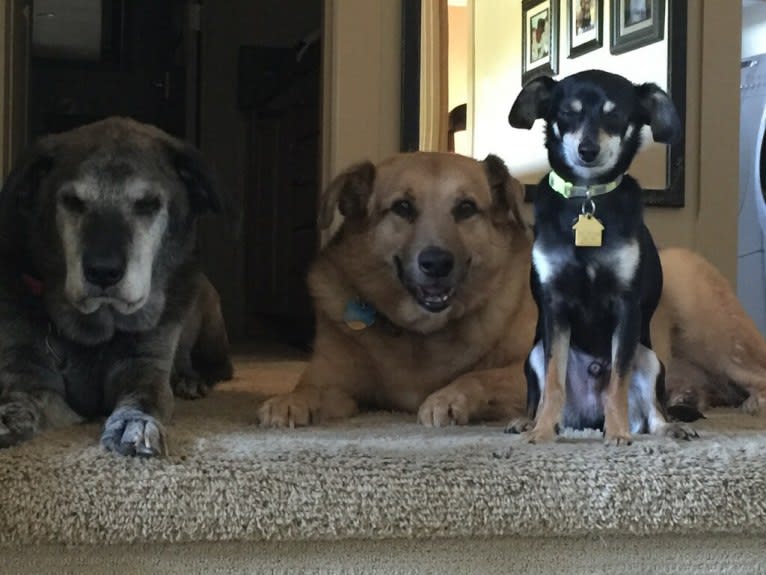 Jake, a Chihuahua and Dachshund mix tested with EmbarkVet.com