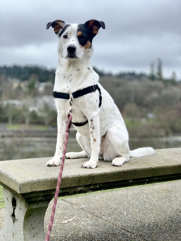 Rita, an Australian Cattle Dog and Rottweiler mix tested with EmbarkVet.com