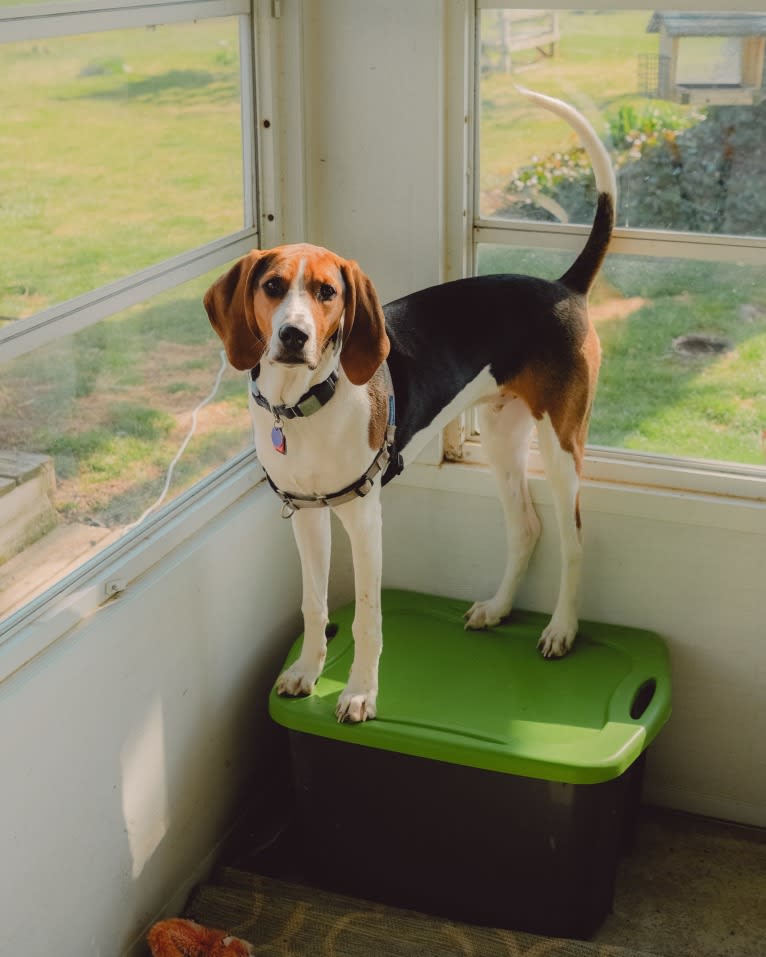 Carl, a Treeing Walker Coonhound tested with EmbarkVet.com