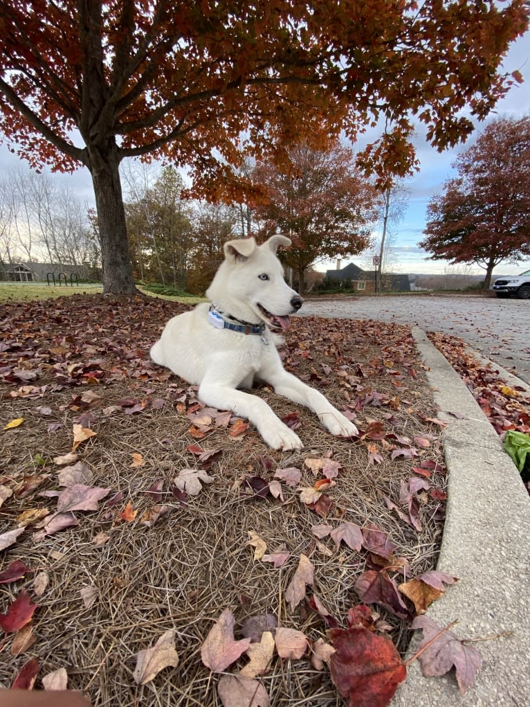 Dash, a Gerberian Shepsky (12.7% unresolved) tested with EmbarkVet.com