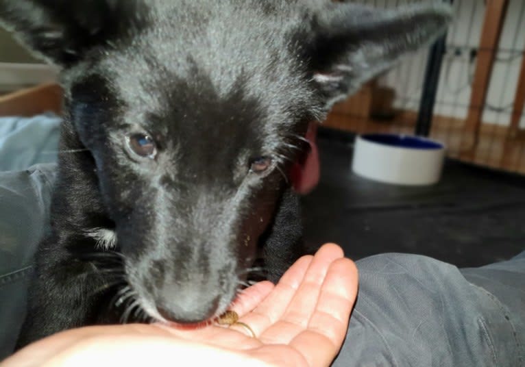 Chesley, a Canaan Dog tested with EmbarkVet.com