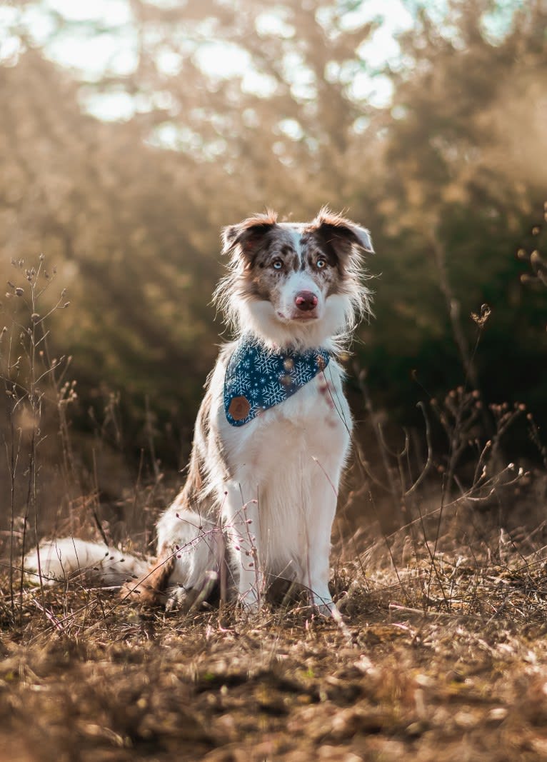 Asher, a Border Collie tested with EmbarkVet.com