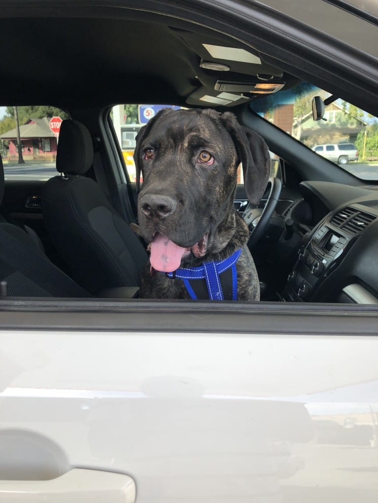 Artie, a Cane Corso tested with EmbarkVet.com