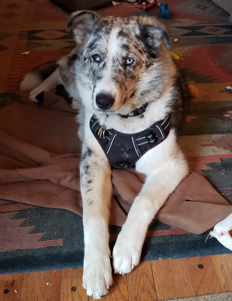 Deja Blue, a Collie and Siberian Husky mix tested with EmbarkVet.com