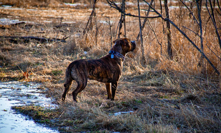 Loki, an American Pit Bull Terrier (4.7% unresolved) tested with EmbarkVet.com