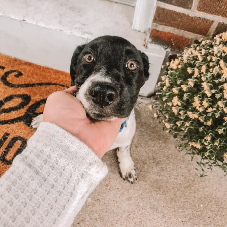 Archie, a Beagle and Australian Cattle Dog mix tested with EmbarkVet.com