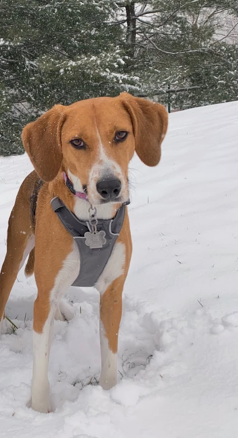 Willow, an American Foxhound tested with EmbarkVet.com