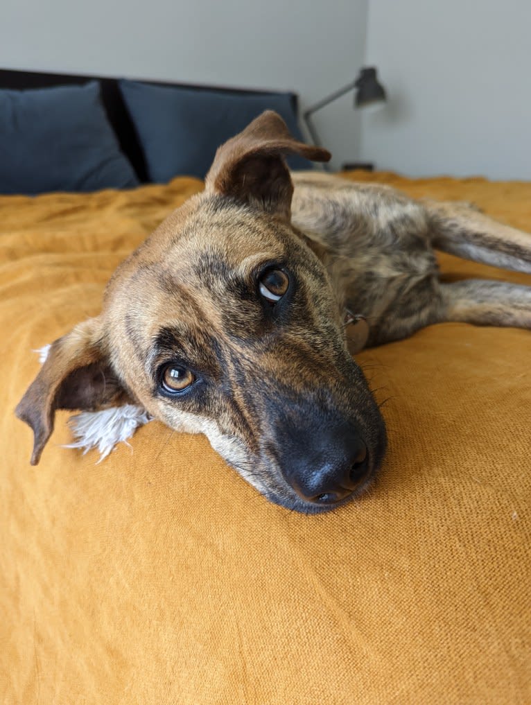 Josie, a Redbone Coonhound and American Pit Bull Terrier mix tested with EmbarkVet.com