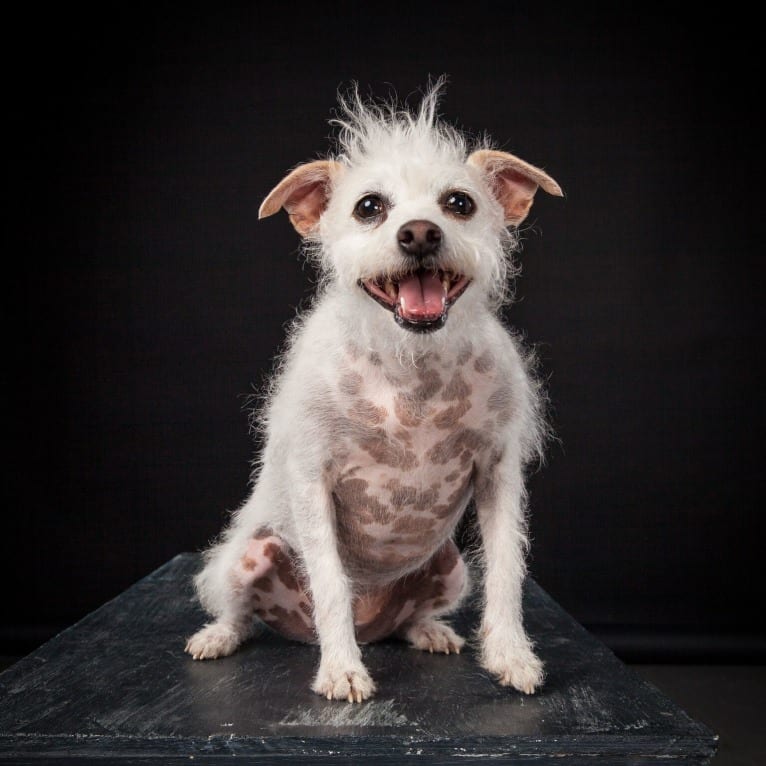 Coleen, a Rat Terrier and Poodle (Small) mix tested with EmbarkVet.com