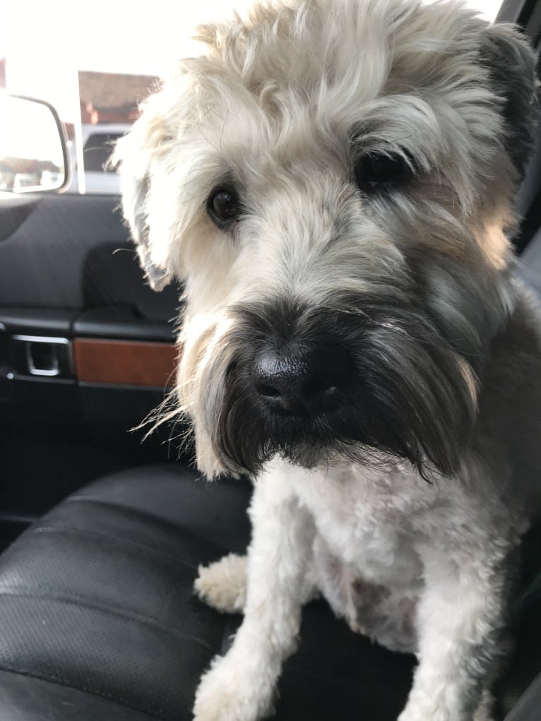 Moose, a Soft Coated Wheaten Terrier tested with EmbarkVet.com