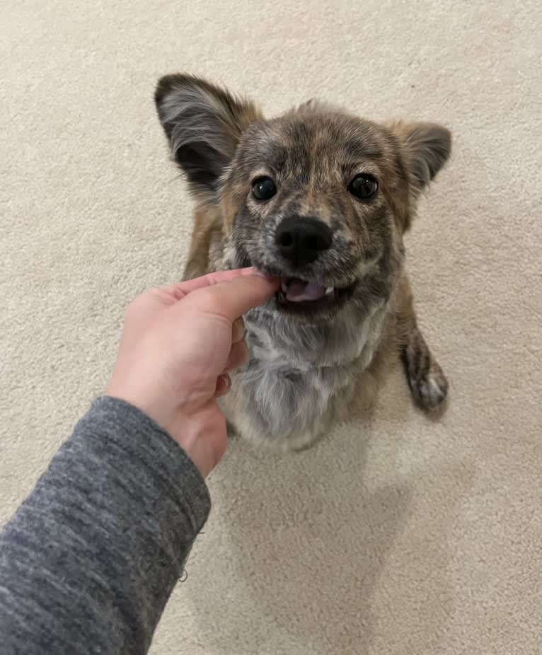 Bamdal, a Japanese or Korean Village Dog tested with EmbarkVet.com