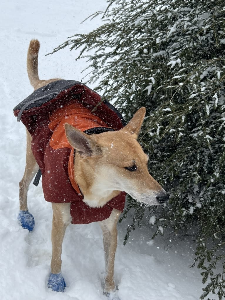 Banbury Cross Mochi, a Carolina Dog tested with EmbarkVet.com