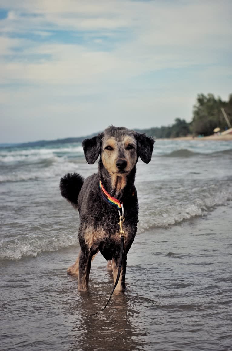 Hayley, an Aussiedoodle tested with EmbarkVet.com