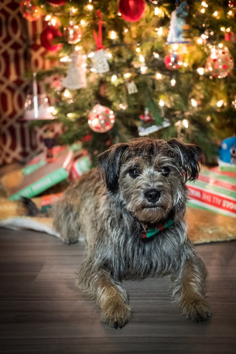 Merlin, a Miniature Schnauzer and Shih Tzu mix tested with EmbarkVet.com