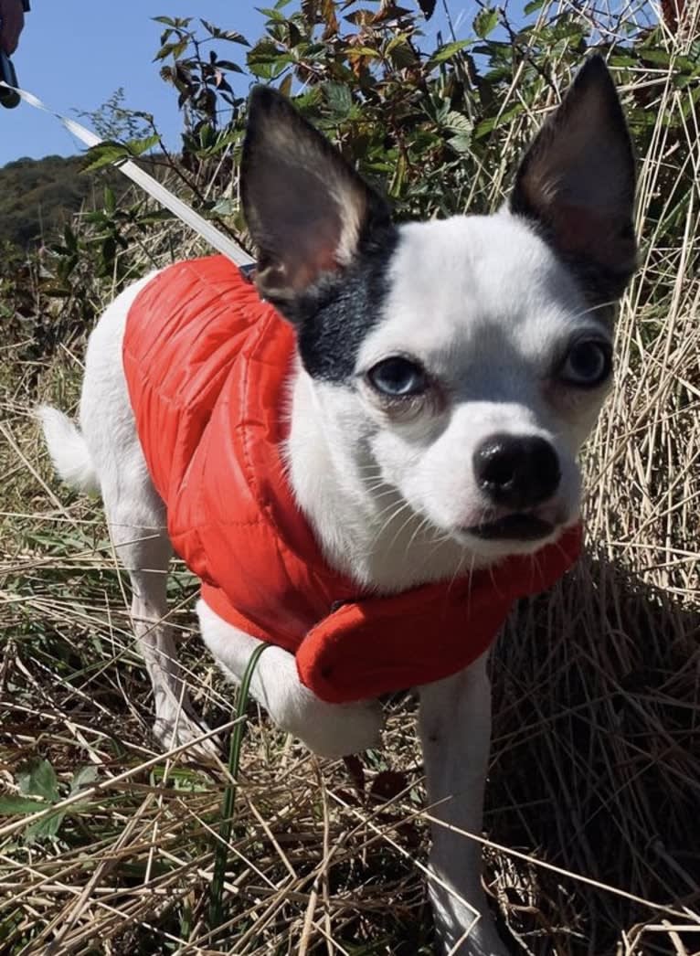 Kitt, a Chihuahua tested with EmbarkVet.com