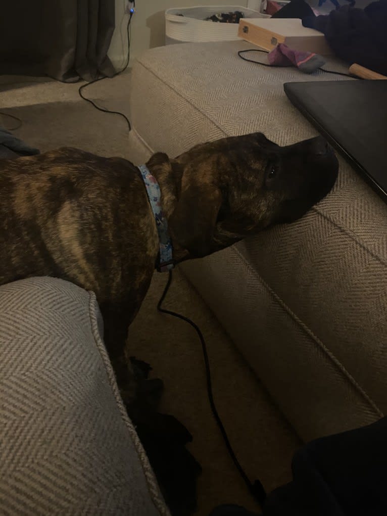 Luna, a Bullmastiff tested with EmbarkVet.com