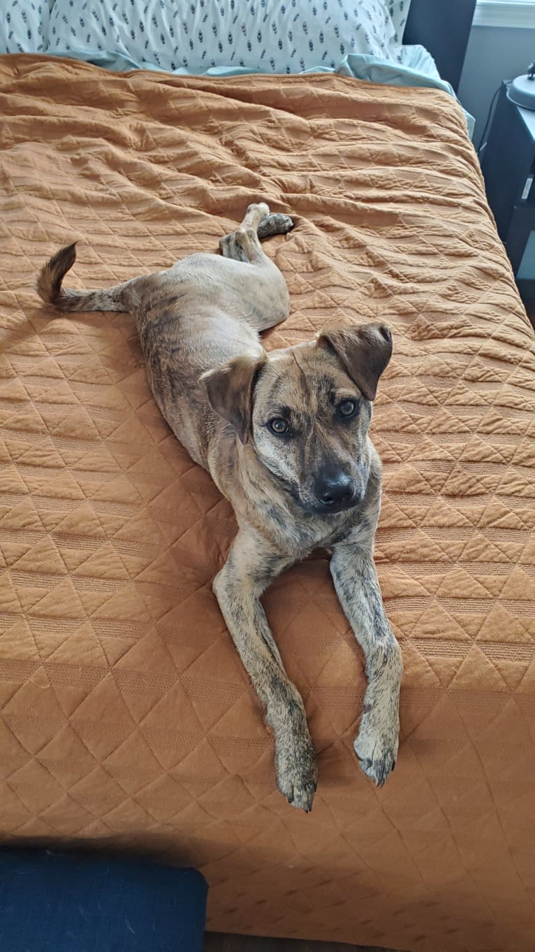 Josie, a Redbone Coonhound and American Pit Bull Terrier mix tested with EmbarkVet.com