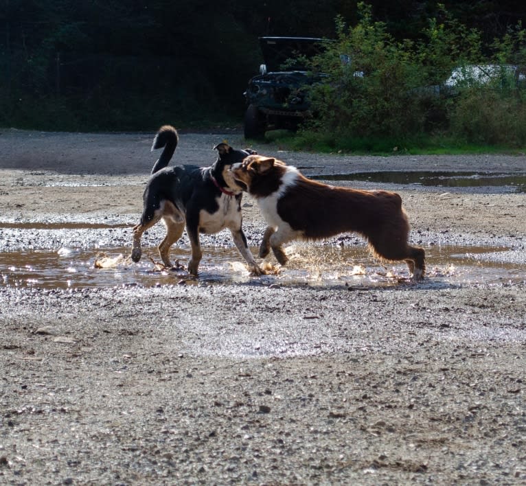 Klutch, an Australian Shepherd tested with EmbarkVet.com