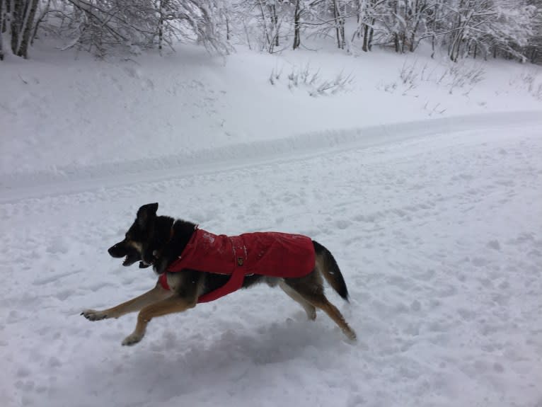 Duke, a German Shepherd Dog and Spanish Galgo mix tested with EmbarkVet.com