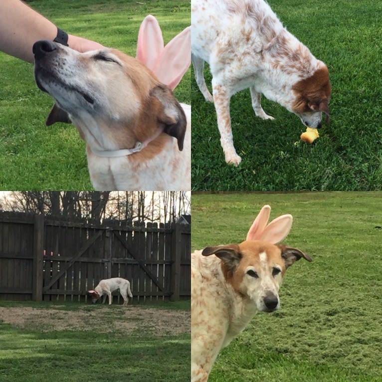 Lucy, a German Shepherd Dog and American English Coonhound mix tested with EmbarkVet.com