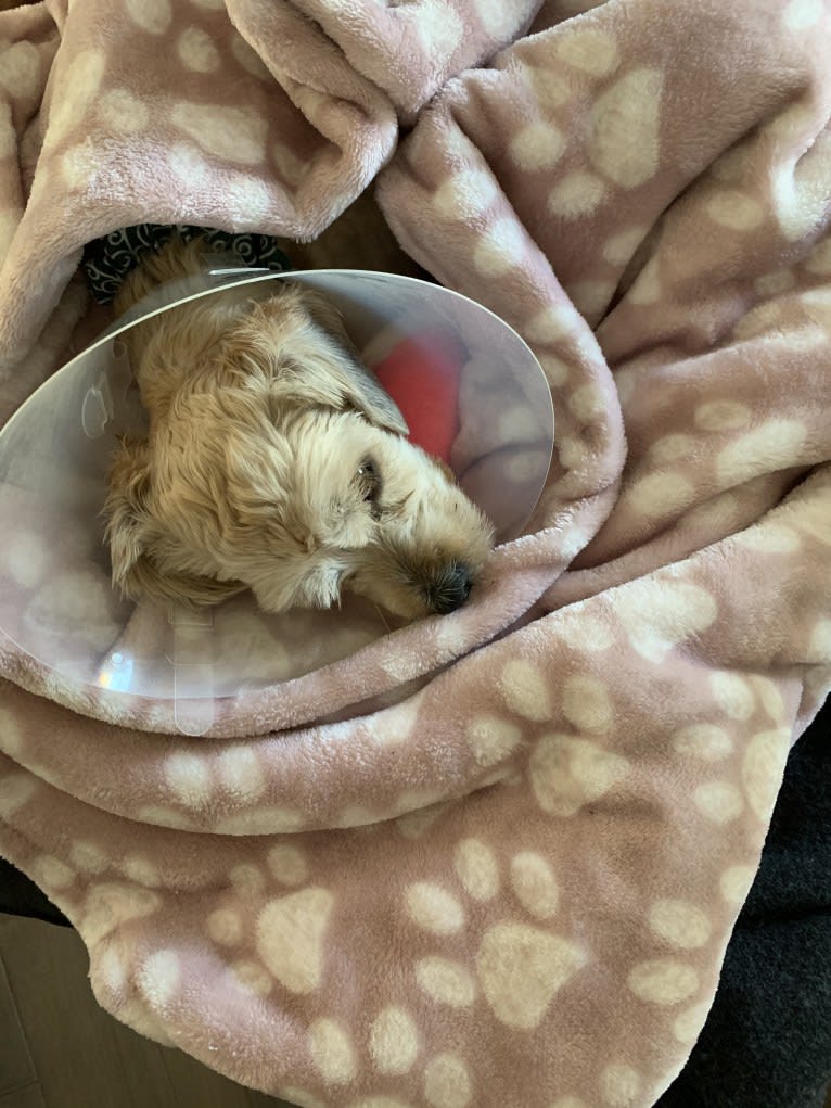 Gonta, a Yorkshire Terrier and Cocker Spaniel mix tested with EmbarkVet.com