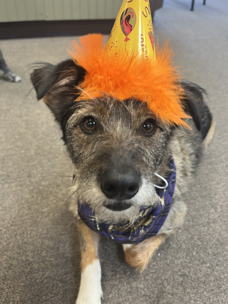 Elliott, a Rat Terrier and Australian Cattle Dog mix tested with EmbarkVet.com