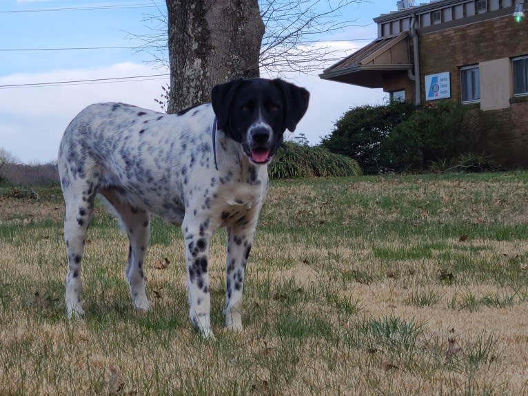 Millie, a Labrador Retriever and Great Pyrenees mix tested with EmbarkVet.com