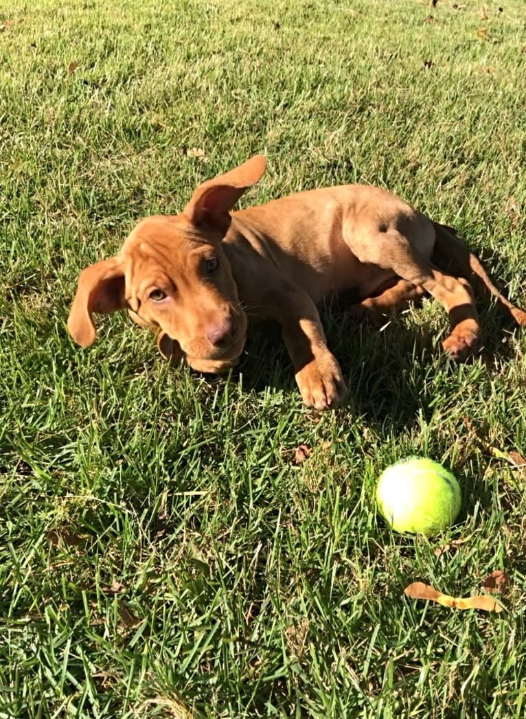 Oliver AKA Ollie, an American Pit Bull Terrier and Labrador Retriever mix tested with EmbarkVet.com