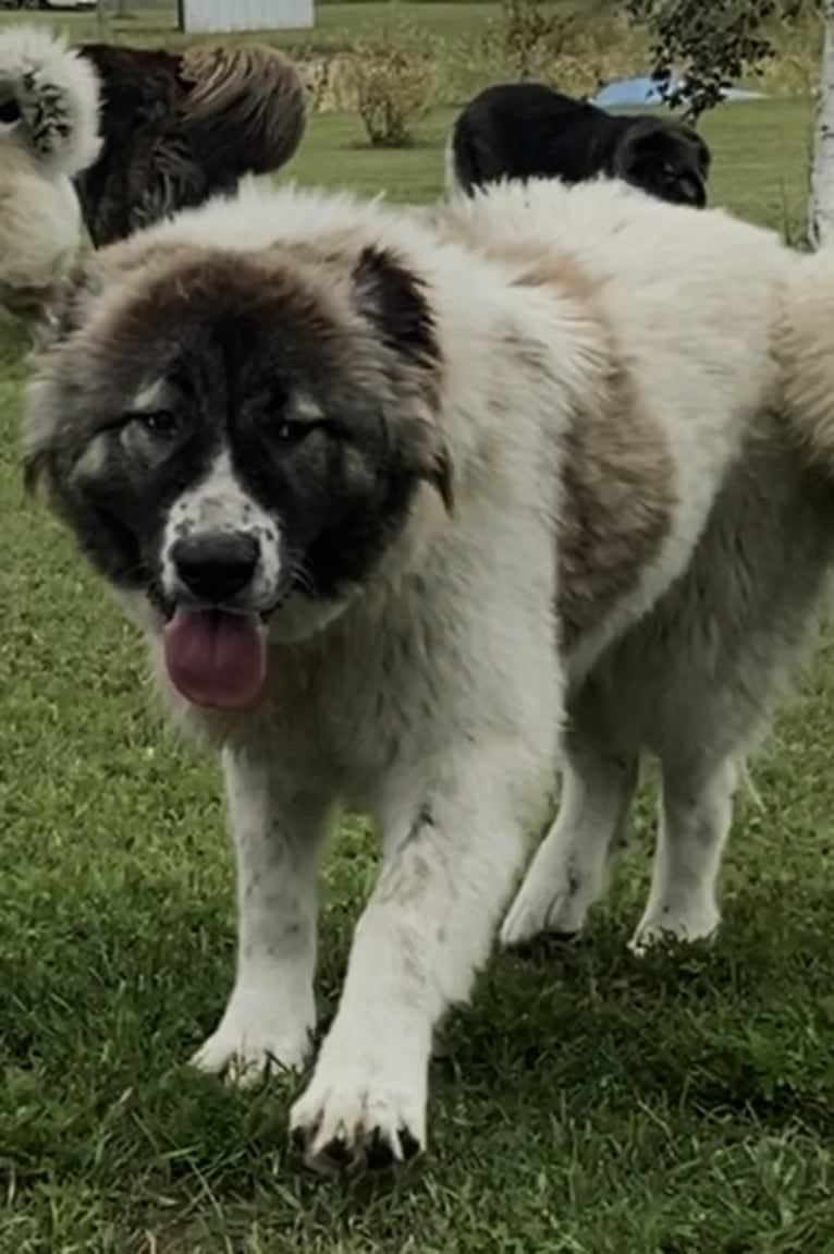 Lakova, a Caucasian Ovcharka tested with EmbarkVet.com