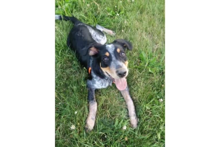 Ranger, an Australian Cattle Dog and American English Coonhound mix tested with EmbarkVet.com