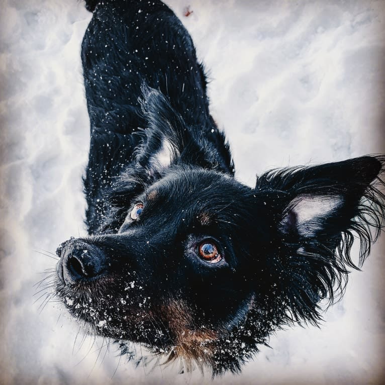 Louie, an Australian Cattle Dog and English Shepherd mix tested with EmbarkVet.com