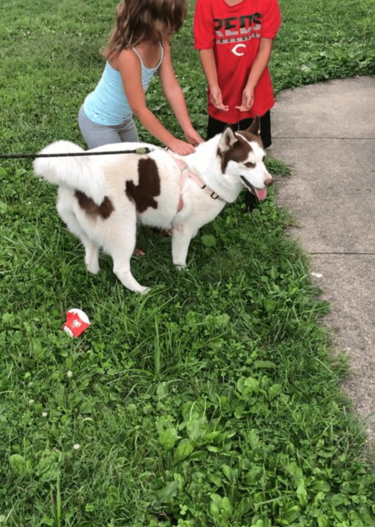 Kyah, a Siberian Husky tested with EmbarkVet.com