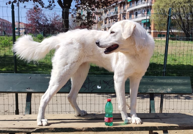 Akira, an Eastern European Village Dog tested with EmbarkVet.com