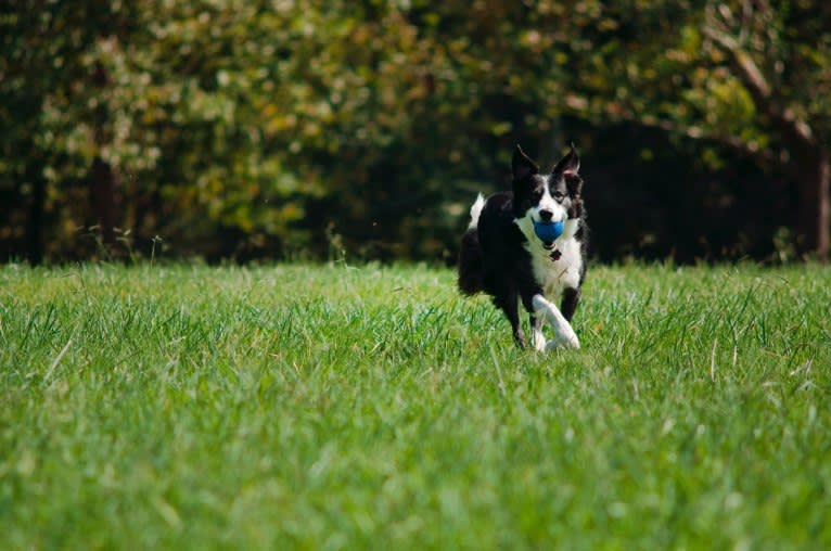 Jack, a Border Collie tested with EmbarkVet.com