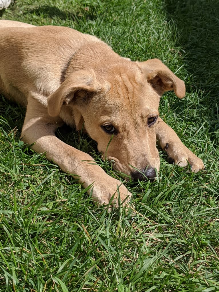 Willie Kirsch, a Labrador Retriever and American Pit Bull Terrier mix tested with EmbarkVet.com