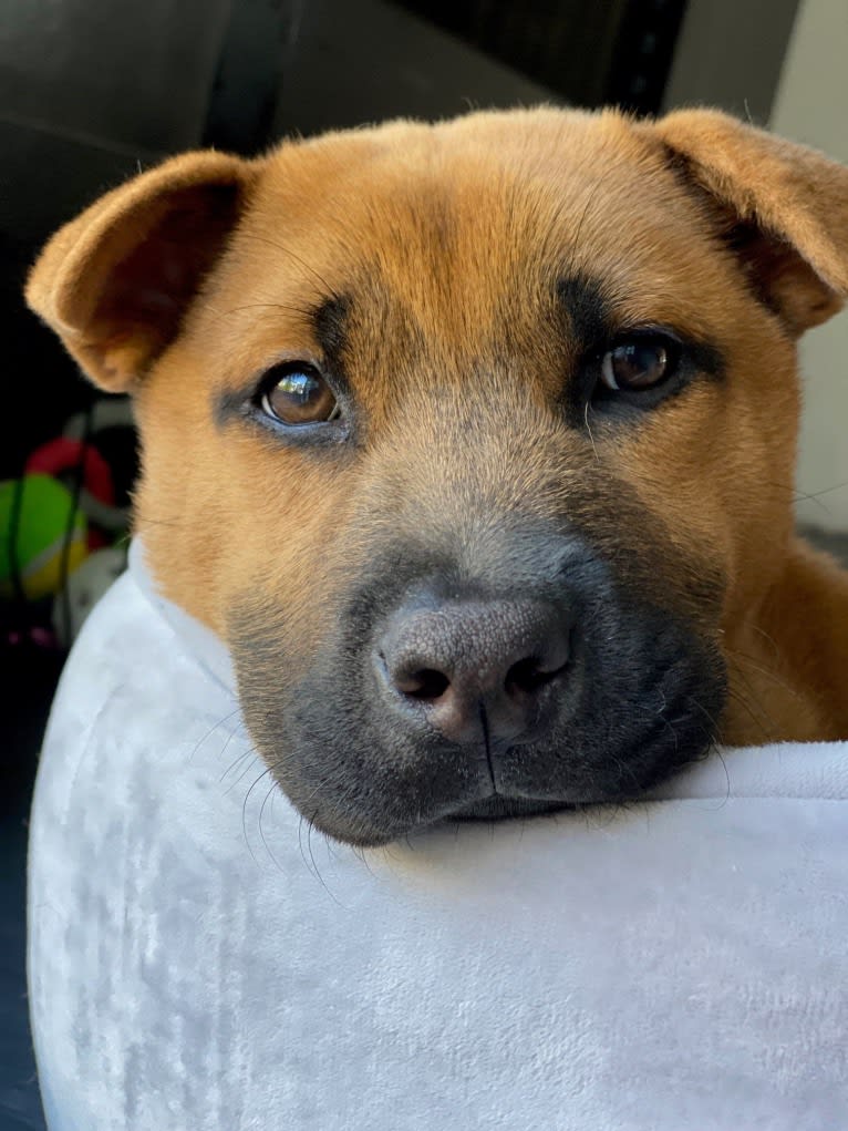 Nala, a Chow Chow and Chinese Shar-Pei mix tested with EmbarkVet.com